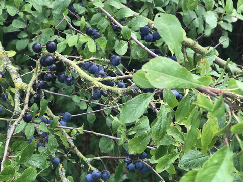 Woodlands Farm Trust-Welling必去景点