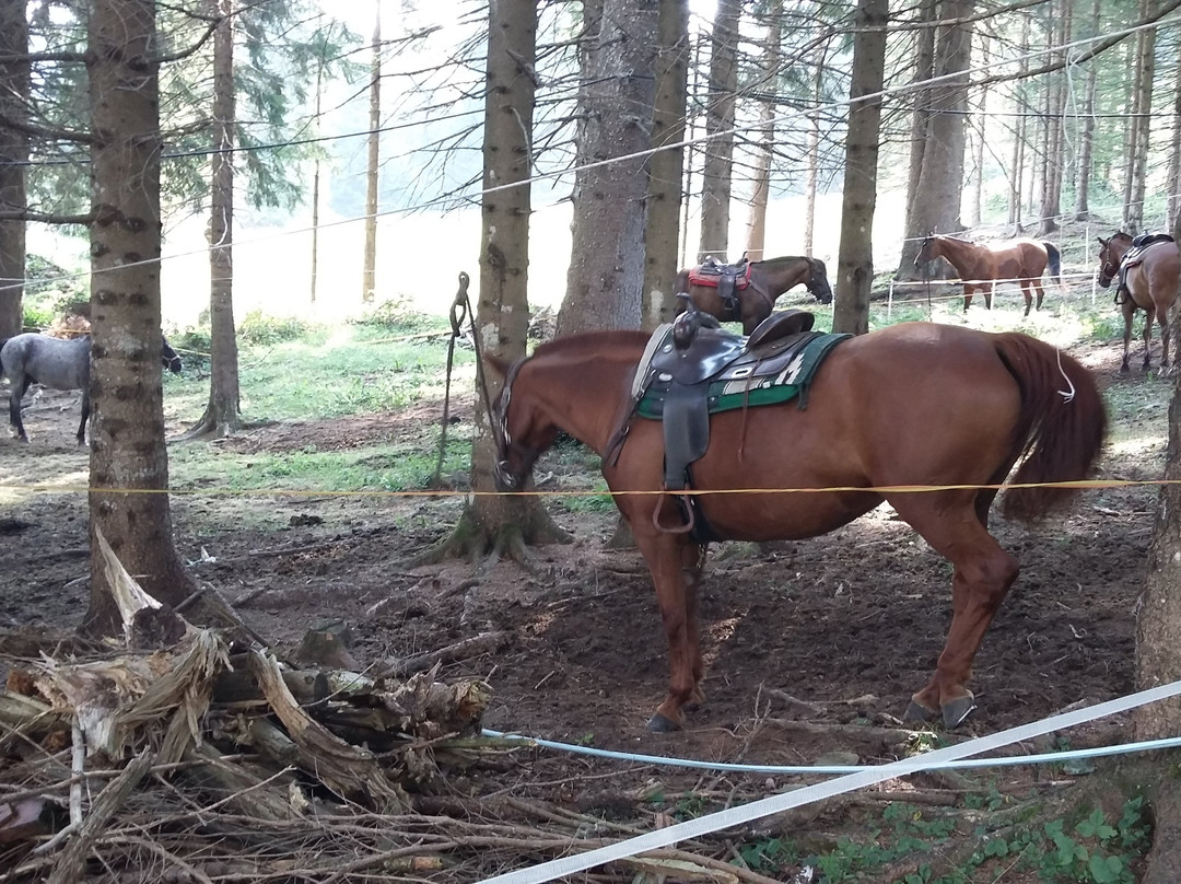 Centro Equestre Il Salice景点图片