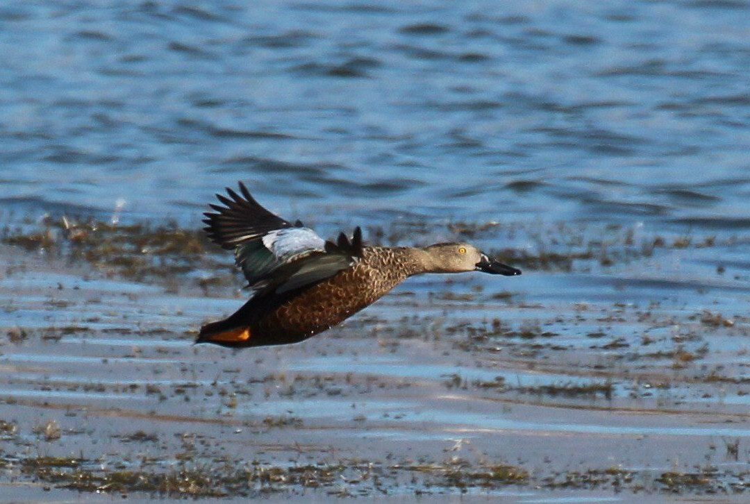 Table View Nature Reserve - Rietvlei Wetlands-Table View必去景点
