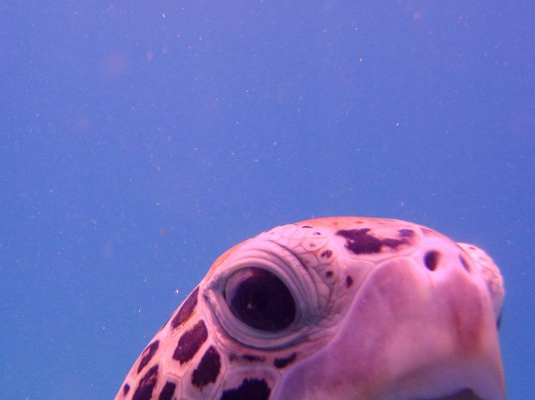 Super Cats-布里奇顿必去景点