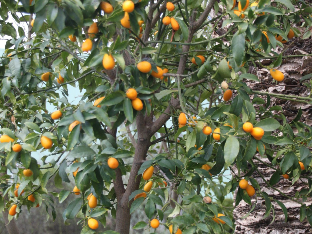 Mavromatis Koum Quat-科孚必去景点