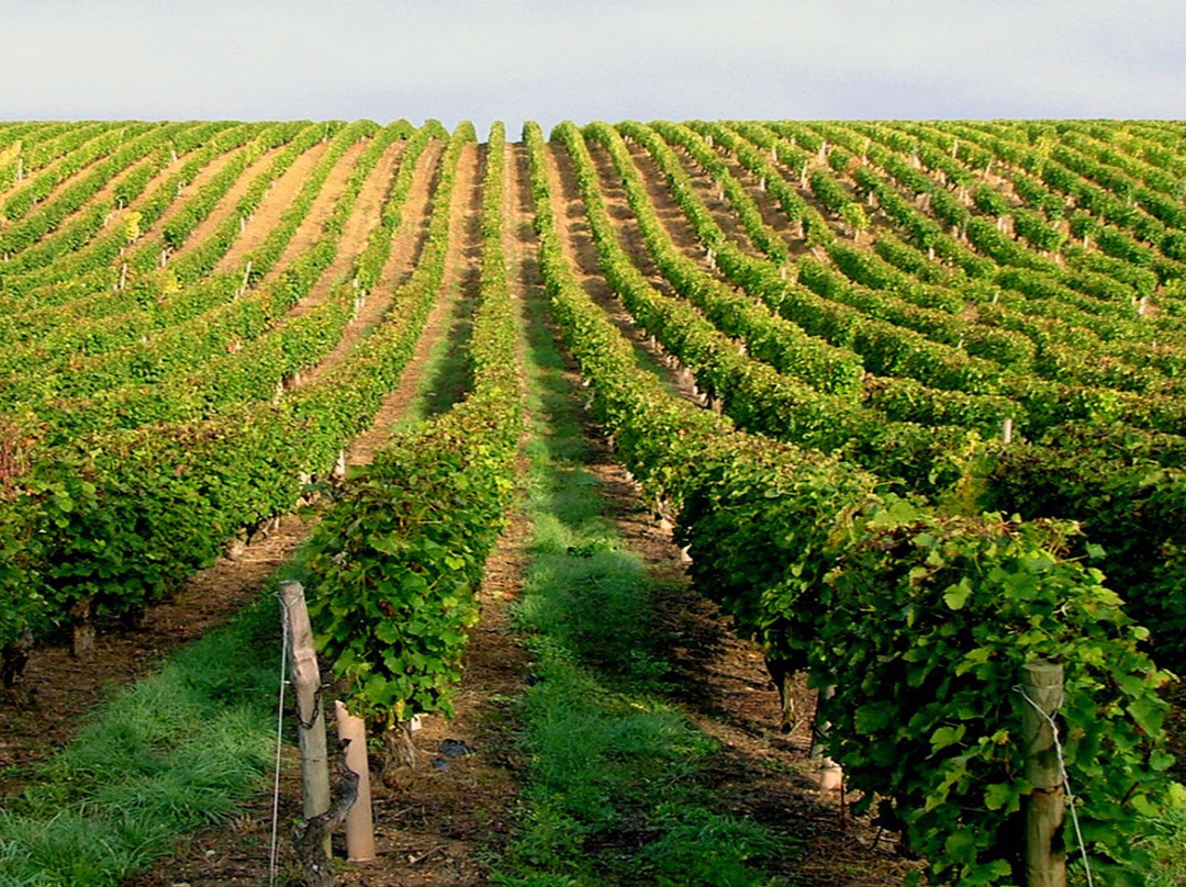 Domaine Claude Lafond景点图片