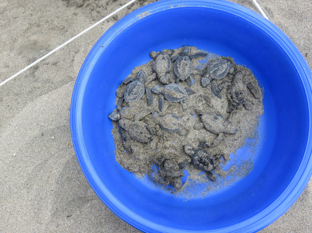 Playa Buenavista-Troncones必去景点