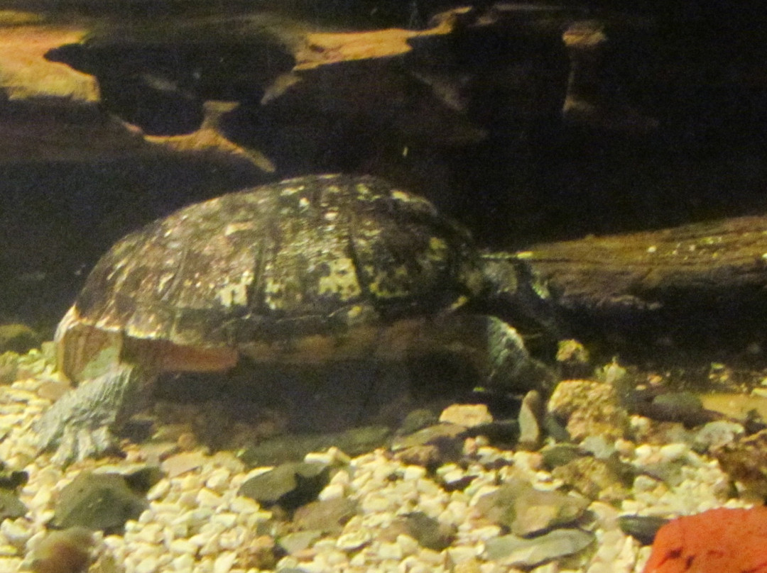 Welaka State Forest-Welaka必去景点