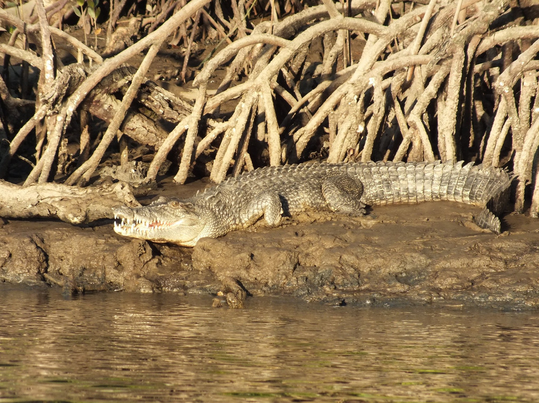 Croc and Wildlife Tours景点图片
