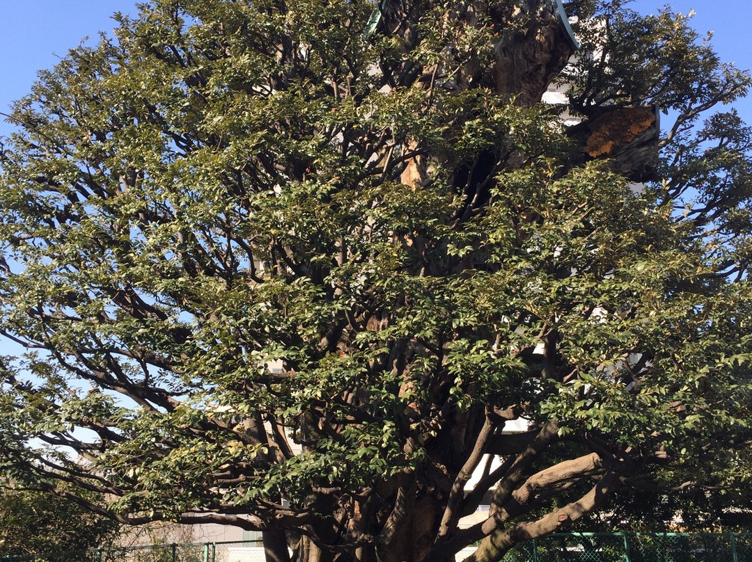 Shi Tree of the Former Hosokawa Residence-Takanawa必去景点