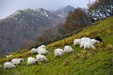 Onetik Fromagerie de Macaye景点图片