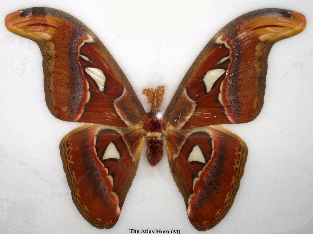 Natural History and Technology Museum of Shiraz-Shiraz必去景点