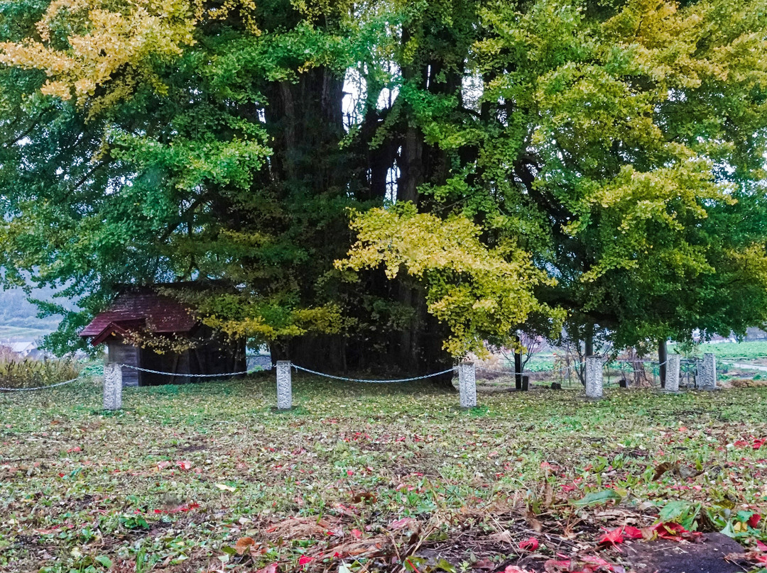Godo's Big Ginkgo Biloba Tree-饭山市必去景点