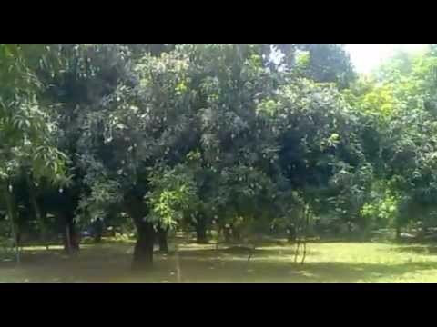 Belapur Mango Garden景点图片