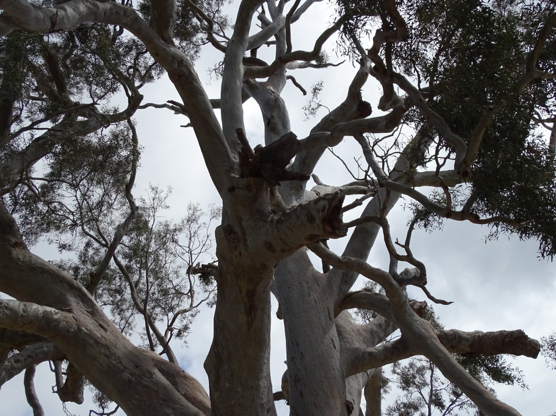 Big Tree-Guildford必去景点