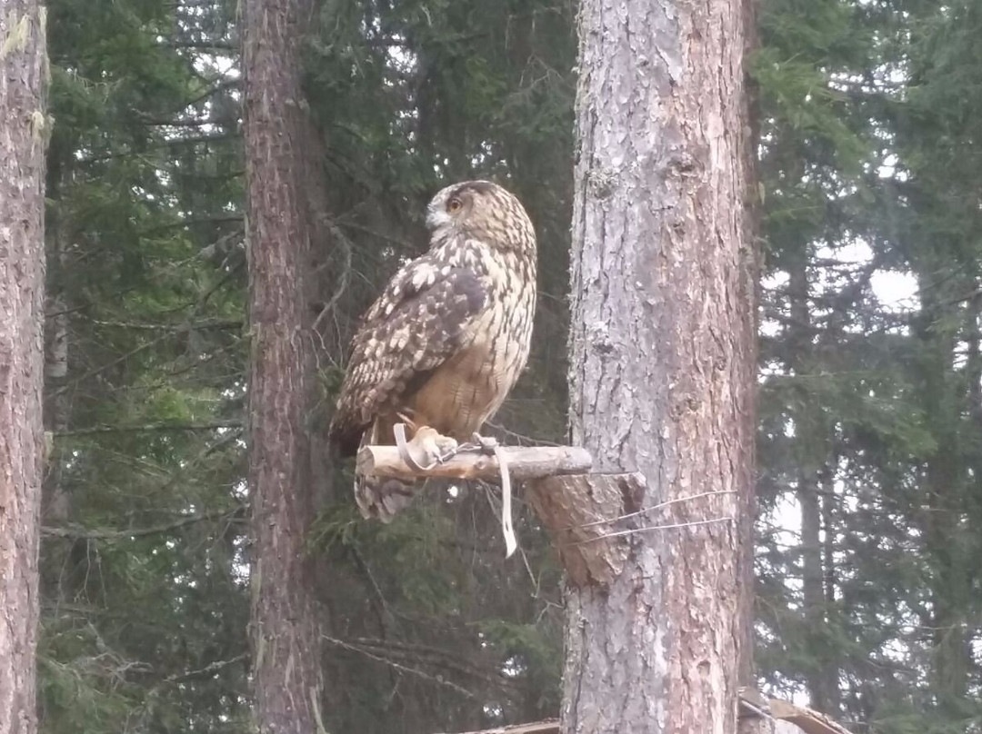 Falconeria Dolomiti-科尔蒂纳丹佩佐必去景点