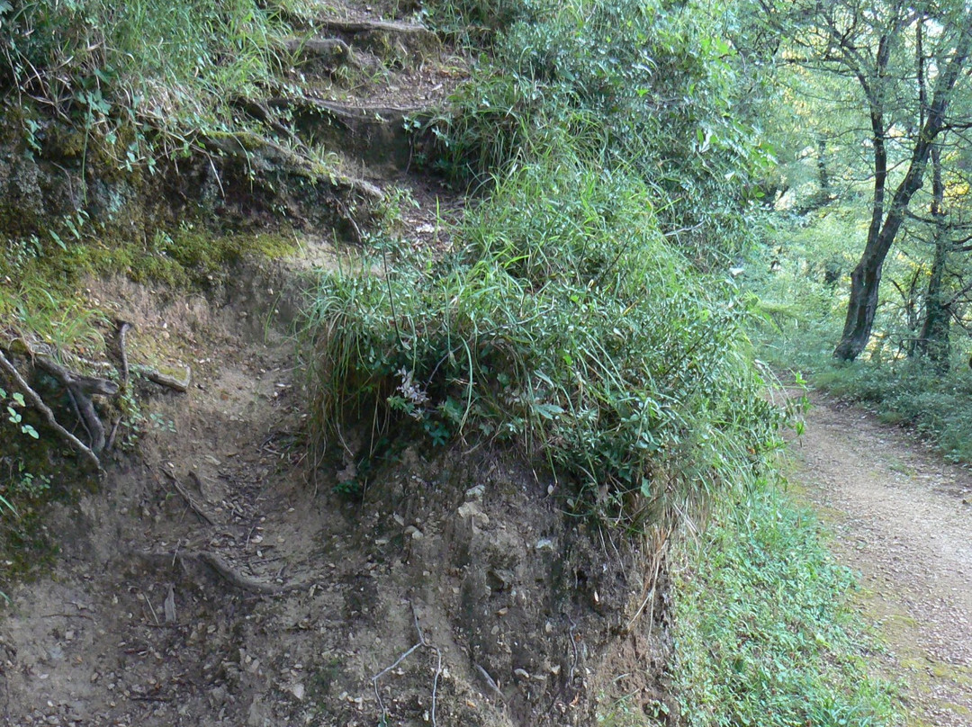 Savinska Dubrava Park景点图片