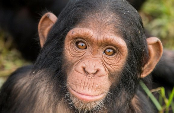 Jewel Safaris-坎帕拉必去景点