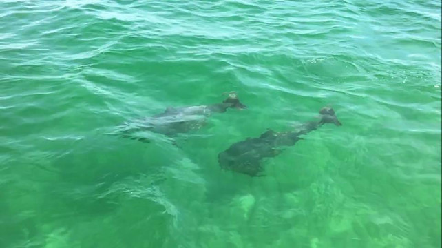 Alabama Extreme Watersports Inc.-橙色海湾必去景点