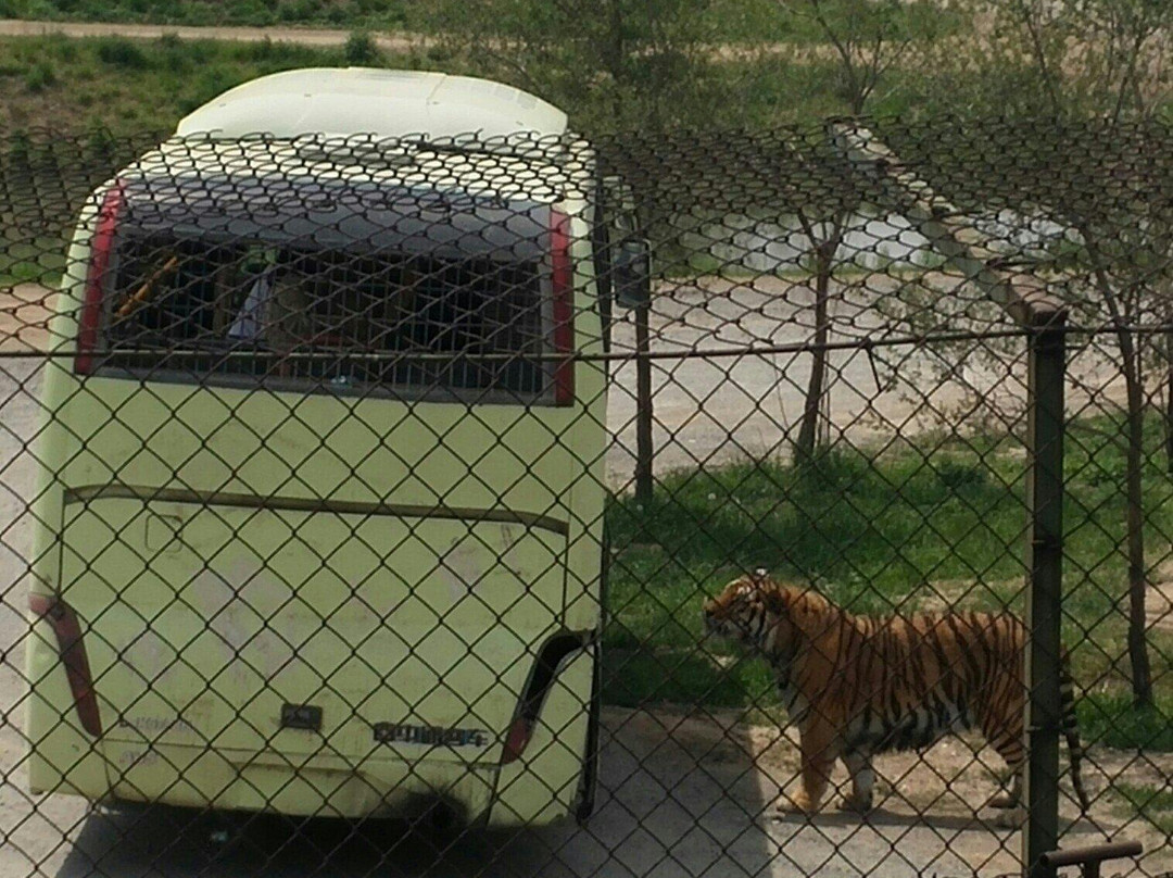 怪坡老虎园-沈阳市必去景点