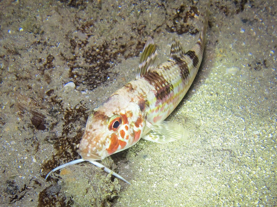 Dive Hub-法玛古斯塔必去景点