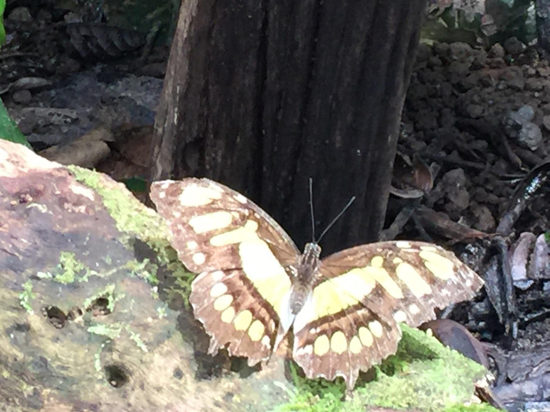 Snake Garden景点图片