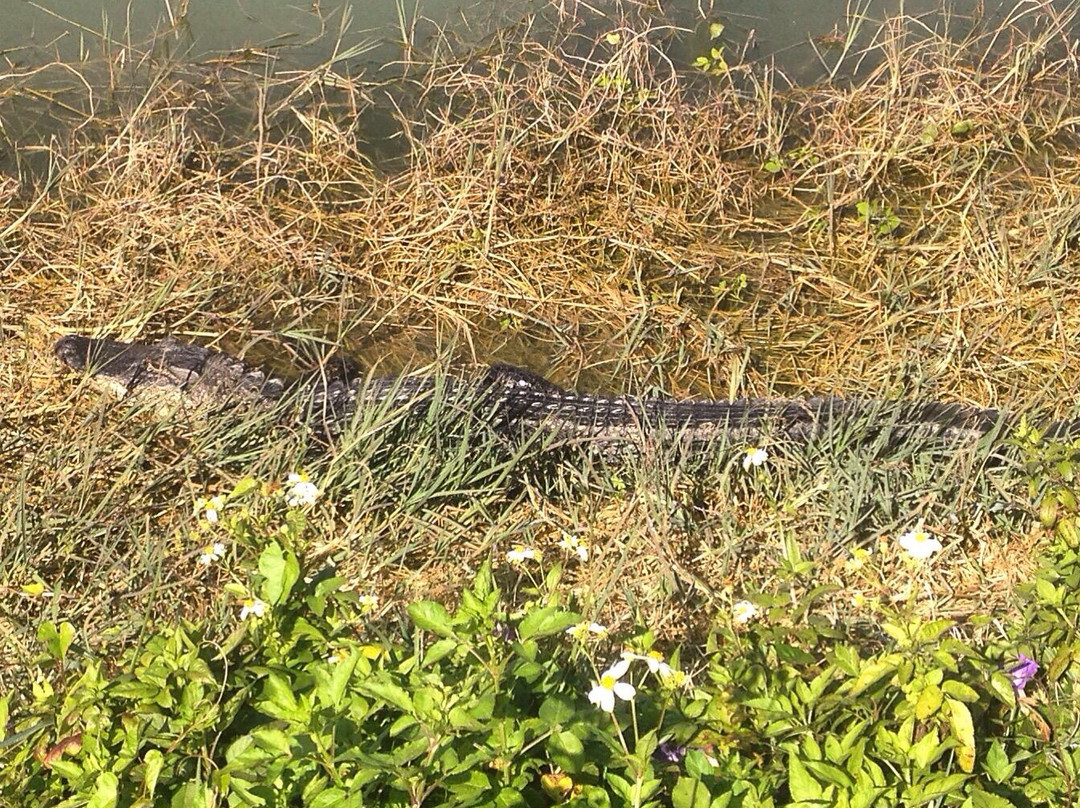 Sanibel-Captiva Conservation Foundation景点图片