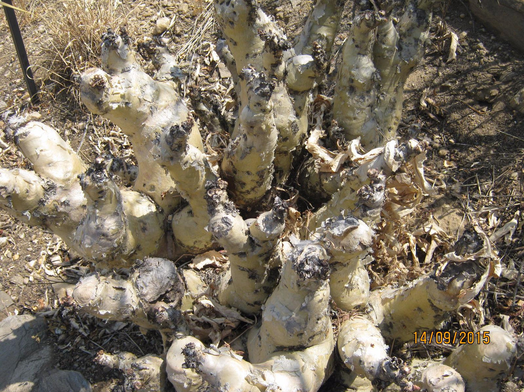 National Botanic Garden of Namibia-温德和克必去景点