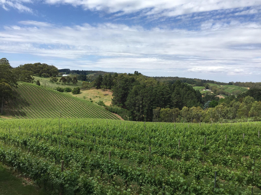 Mt Lofty Ranges Vineyard景点图片