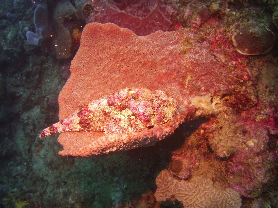 Buddy Dive on Dominica景点图片