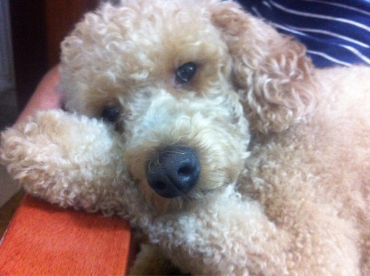 Pelletteria de Nicola Massimiliano-佛罗伦萨必去景点