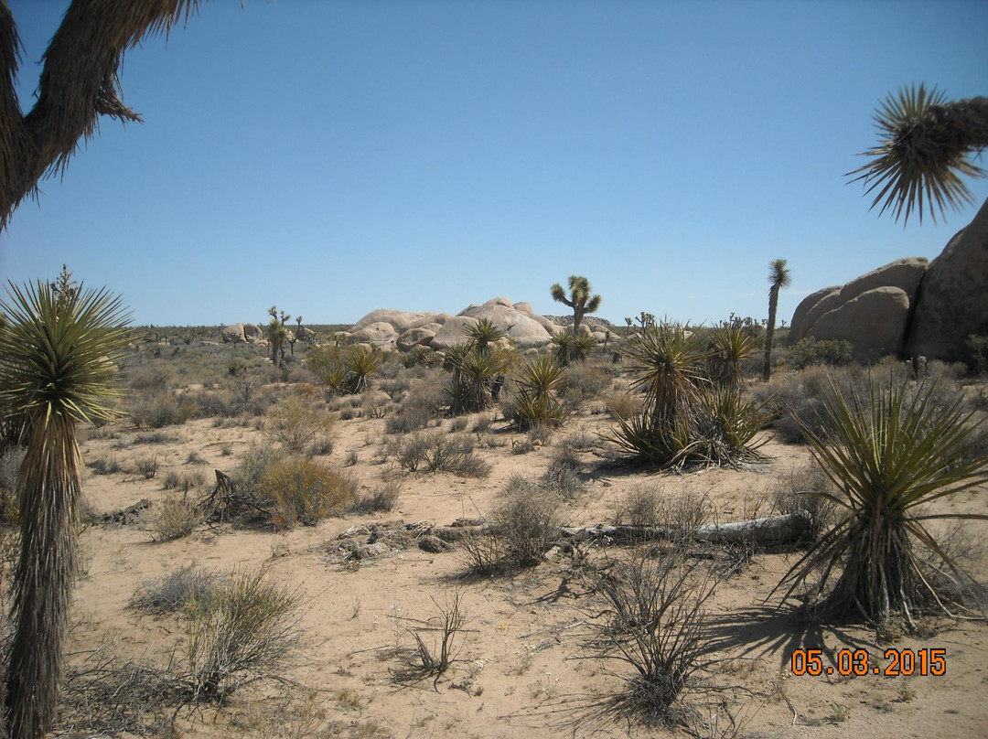 Geology Tour Road-约书亚树国家公园必去景点