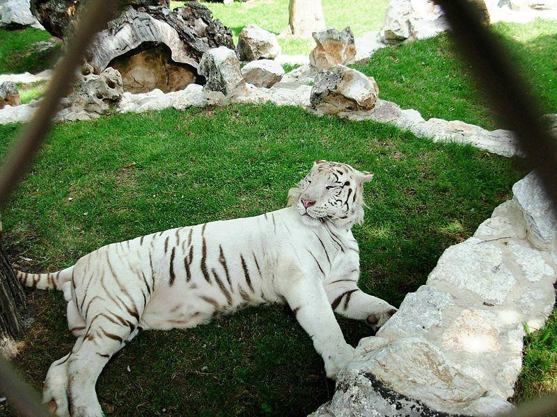 Belgrade Zoo-贝尔格莱德必去景点