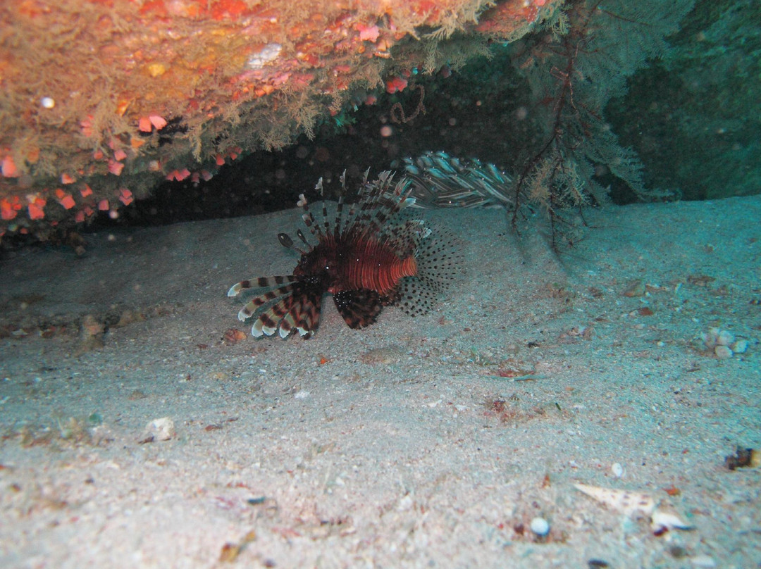 Octopus Divers景点图片