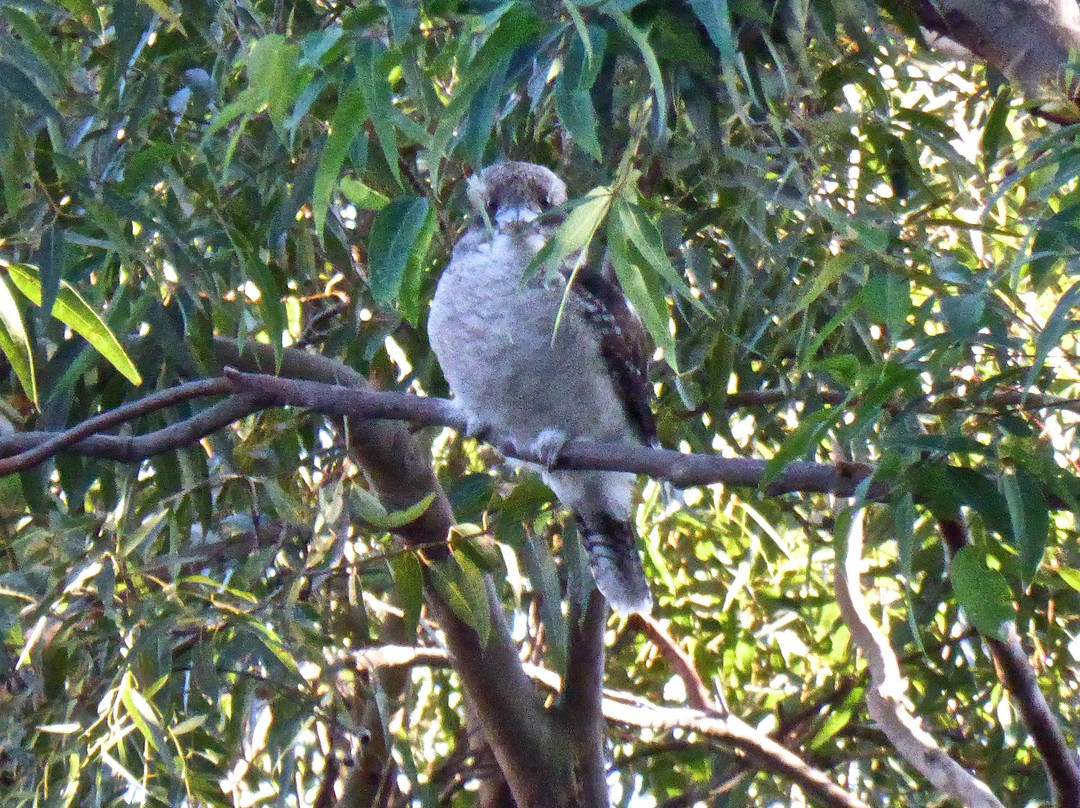 Fred Hollows Reserve-兰德威克必去景点