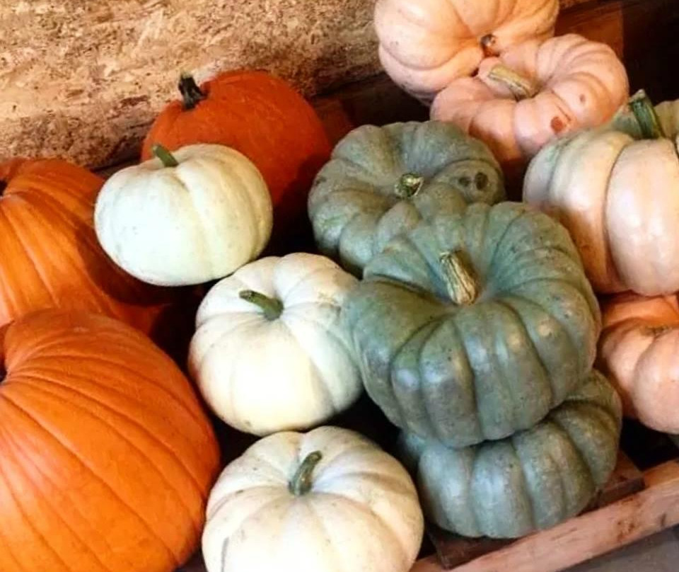 Farmer's Market-Dawson Creek必去景点