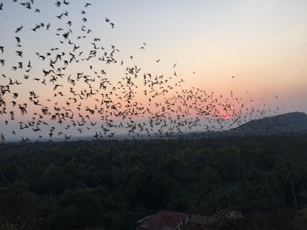 Battambang Bat Caves-马德望必去景点