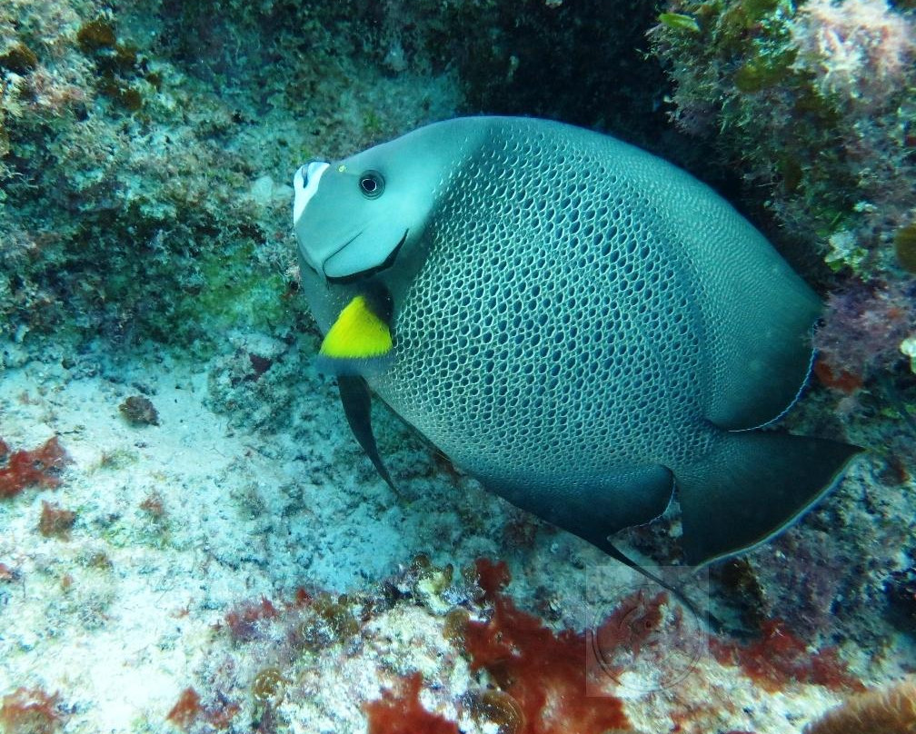Dive Abaco景点图片