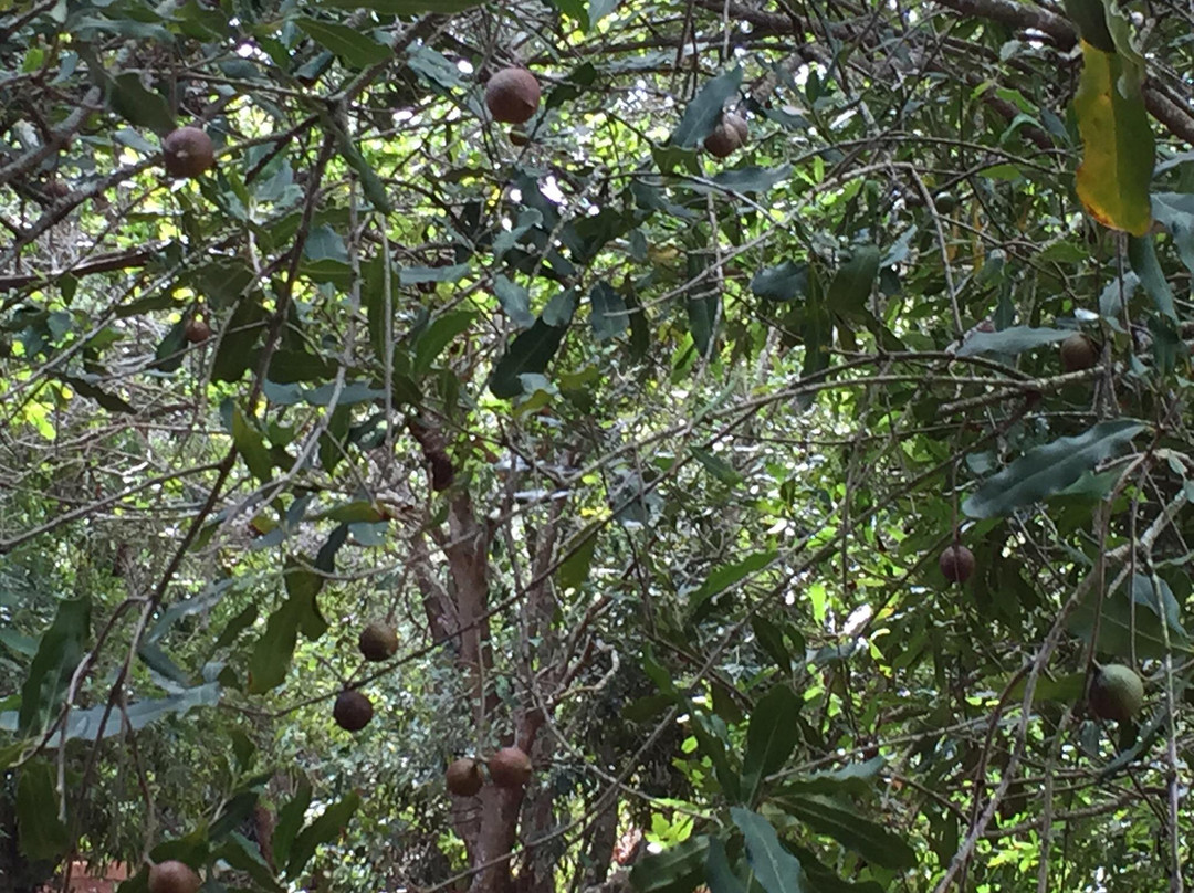 Purdy's All-Natural Macadamia Nut Farm-摩洛凯岛必去景点