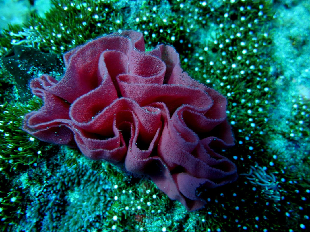 Crystal Bay-珀尼达岛必去景点