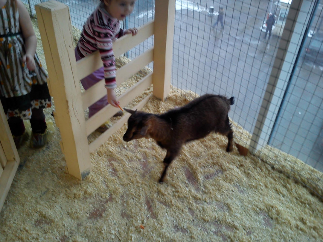 Contact Zoo Baby Animals as Toys景点图片