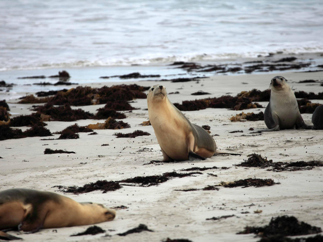 坎加鲁岛海联一日游-阿德莱德必去景点
