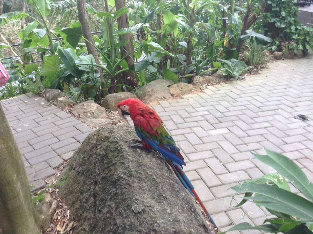 呀诺达雨林文化旅游区景点图片