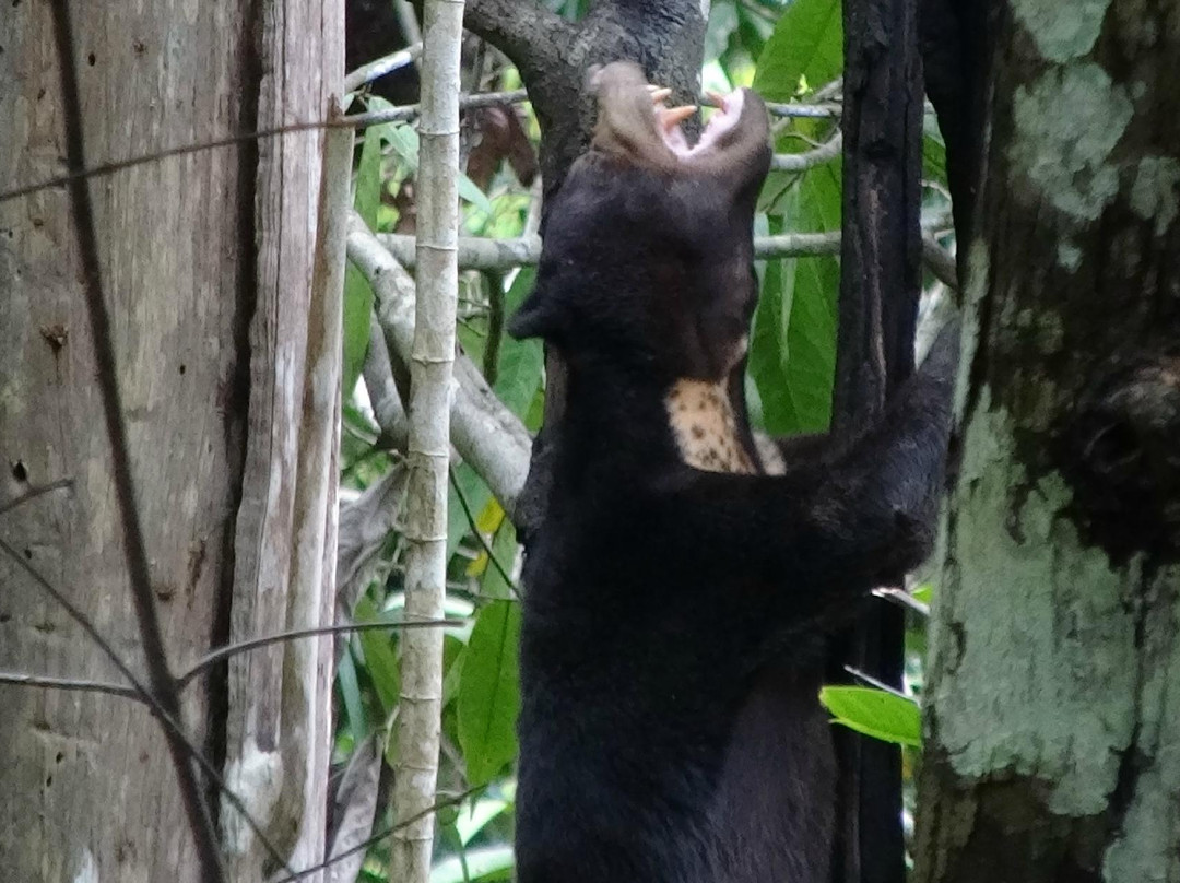 Bornean Sun Bear Conservation Centre-山打根必去景点
