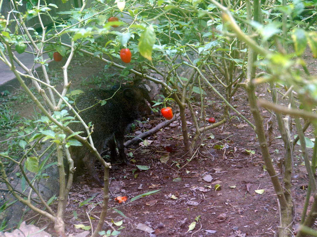 付都富希奥卡莲达霍美小屋