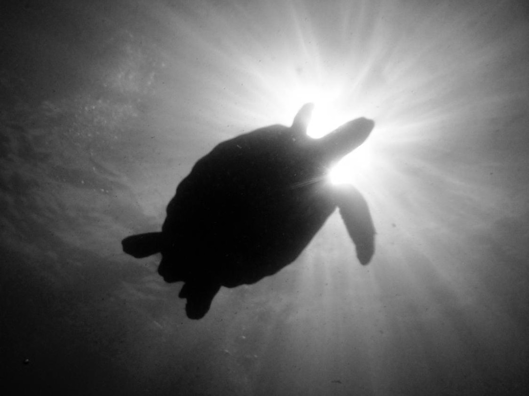 Amarilla Divers-Los Abrigos必去景点