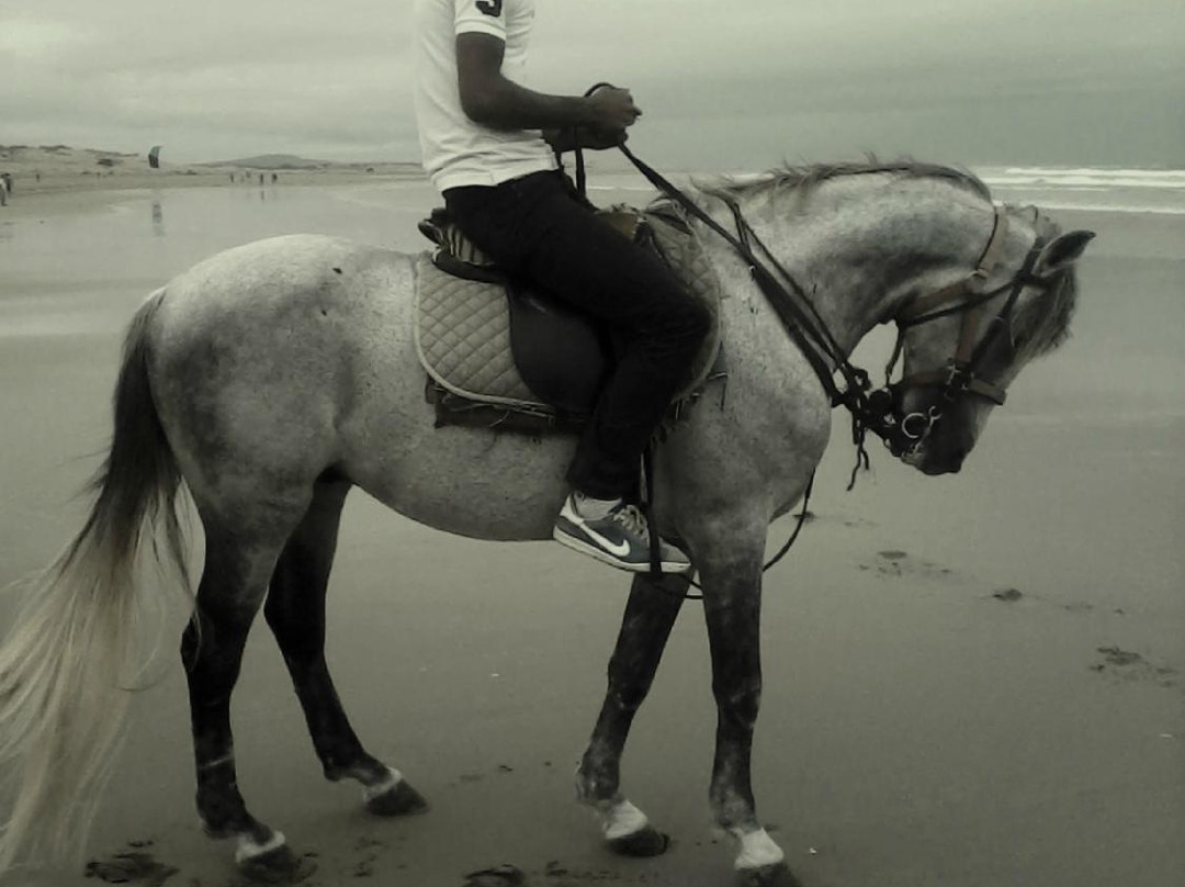 Maison du Cheval - Camargue Association-滨海圣玛丽必去景点