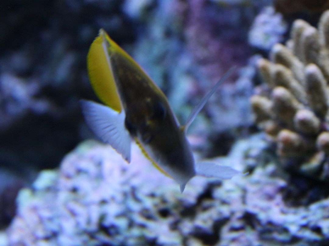 海洋生物园-圣淘沙岛必去景点