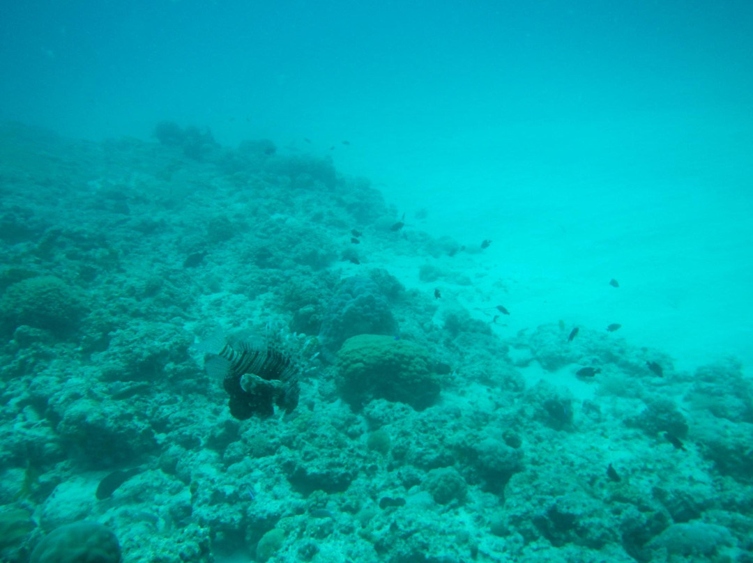 Octopus Diving Centre-Pereybere必去景点