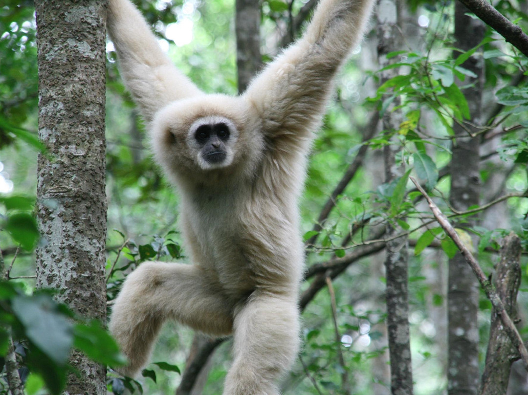 Monkeyland Primate Sanctuary-The Crags必去景点