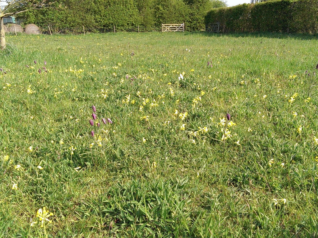 Naturescape British Wild Flowers景点图片