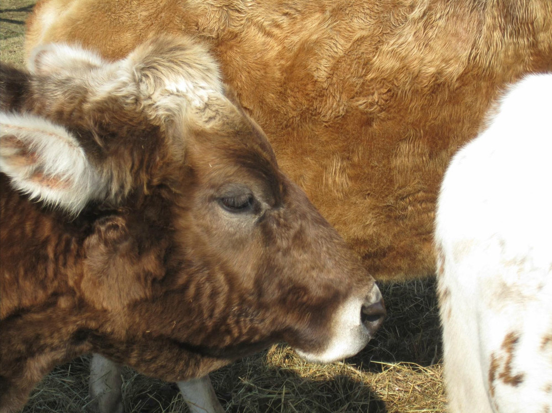 Oxon Cove Park & Oxon Hill Farm-奥克森山必去景点