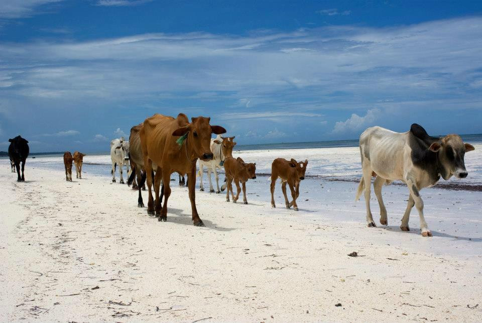 Amo Zanzibar Tours & Safaris-石头城必去景点