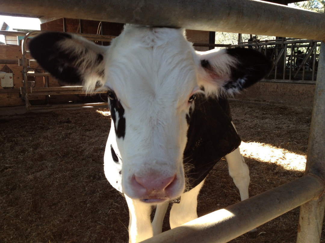 Eagle Acres Dairy-Fort Langley必去景点